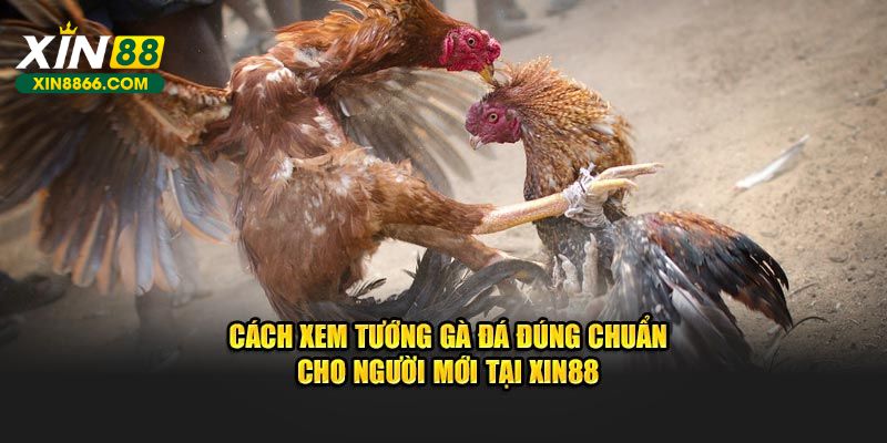 Cách xem tướng gà đá