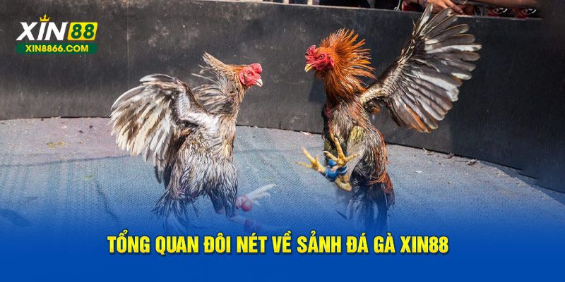 Tổng quan đôi nét về sảnh đá gà Xin88